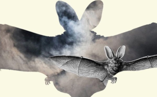 Nivelles : Nuit de la chauve-souris
