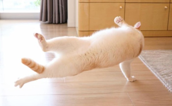 Humour : Le chat dansant