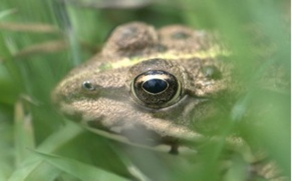 Migration de batraciens