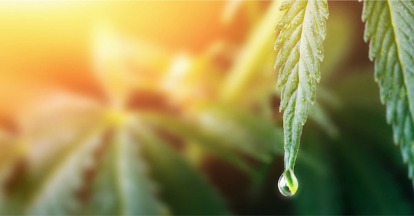 L’EXPOSITION « LE FUTUR DU CANNABIS ET SON EXPLOITATION ZÉRO DÉCHET »