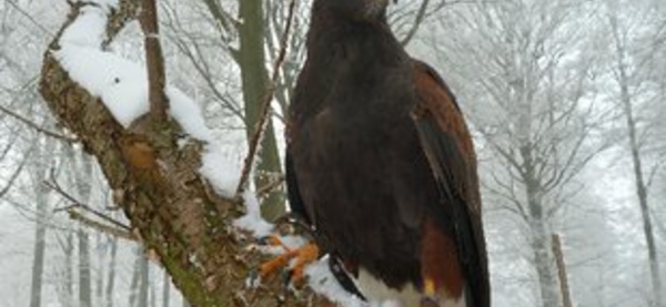 Chaumont-Gistoux: Après-midi promenade 'découverte des rapaces'