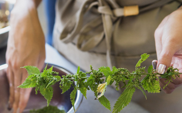 Atelier Cuisine Sauvage à Wavre