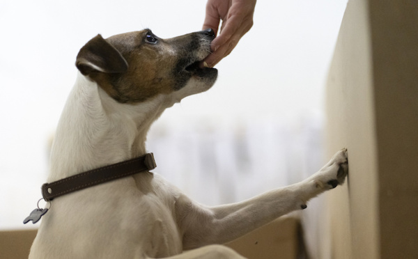 Améliorer la communication entre le chien et l'homme : le credo de Meute Malia - Educateurs canins 