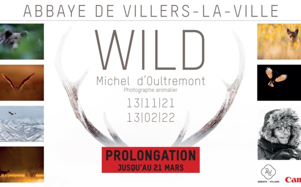 Abbaye de Villers-la-Ville : Expo photos Wild de Michel D'oultremont