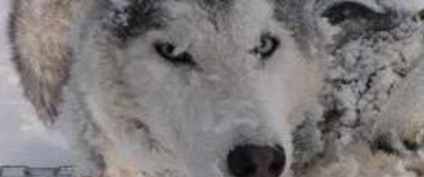 Ce vendredi ! La parade des "chasseurs d’étoiles"