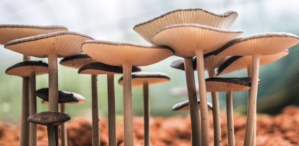 La Journée du Champignon au Bois des Rêves
