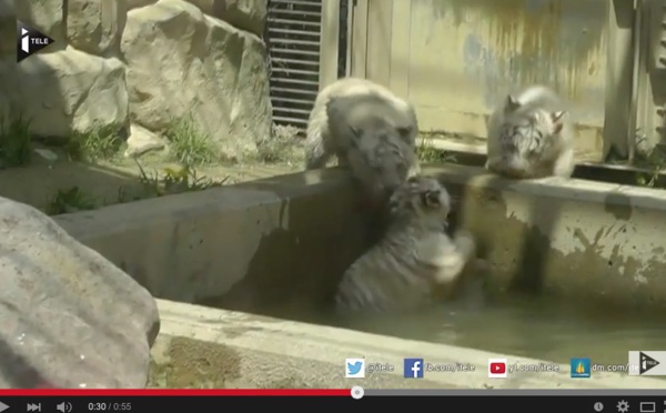 Un bébé tigre sauvé par ses frères !