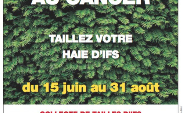 Taillez votre haie d’ifs et coupez court au cancer !
