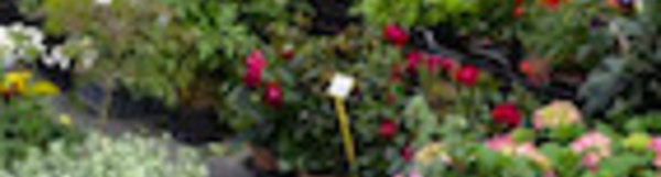 Foire Horticole de Wavre : Un festival floral en plein cœur de la ville