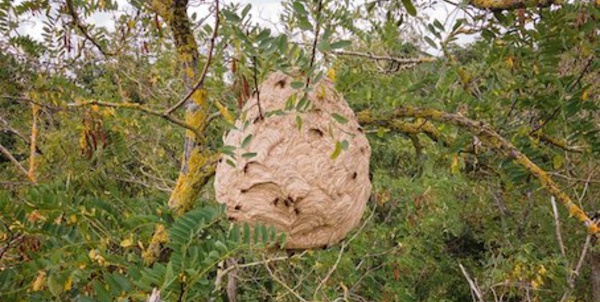 Lutte contre le frelon asiatique à Waterloo : une priorité pour la sécurité publique