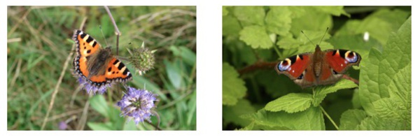 Recensement des papillons de jardin : les premiers résultats - Encore une bonne année pour les papillons !
