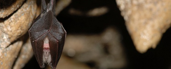 29 août 2015 La Nuit Européenne des Chauves-souris