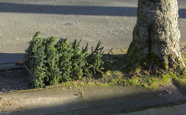 Voici quand déposer votre sapin pour la collecte dans votre commune