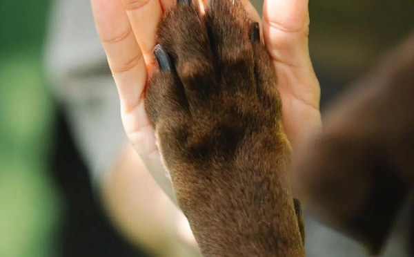 Créer une relation harmonieuse avec mon chien : une séance découverte gratuite à ne pas manquer.