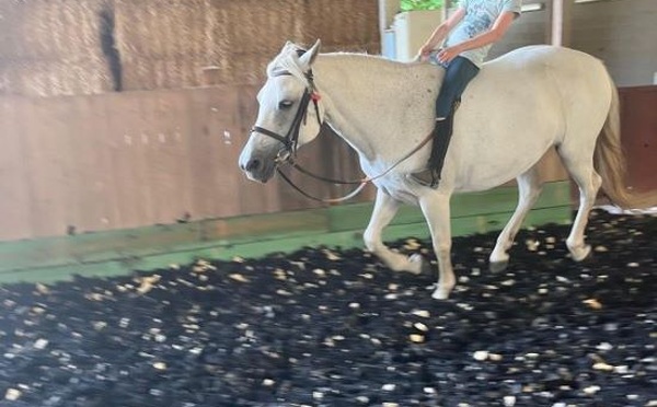 À Wavre, Equi'Days : un poney-club pas comme les autres