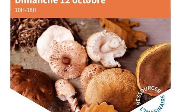 Balade aux champignons au Bois des Rêves : une immersion automnale au cœur de la nature