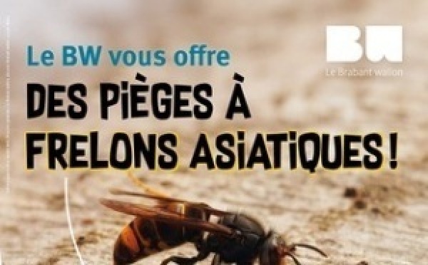 Gardiens de la ruche : le Brabant wallon mobilise ses citoyens contre le frelon asiatique