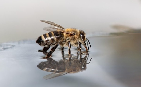 Trame bleue et pollinisateurs : un lien qui coule de source