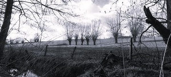 Balade Nature à Baisy-Thy : Un dimanche au cœur de la faune et de la flore