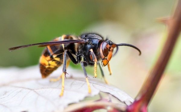Le Brabant wallon distribuera 17.000 pièges à frelons asiatiques