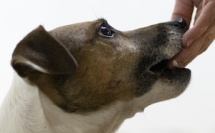 Meute malia | Educateurs canins - Brabant wallon
