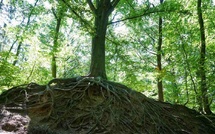 Reconnexion, Lenteur, Nature