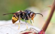 Le Brabant wallon distribuera 17.000 pièges à frelons asiatiques